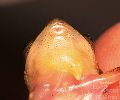 Tanzania Reed Frog photo 4