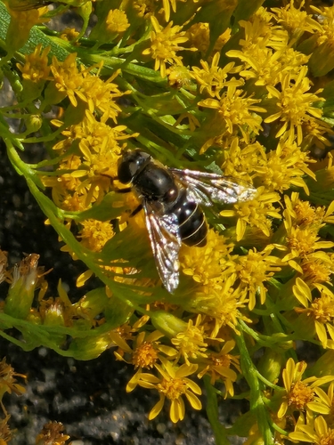 Unknown species found near Lewes, DE 19958, USA