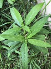 Asclepias curassavica image