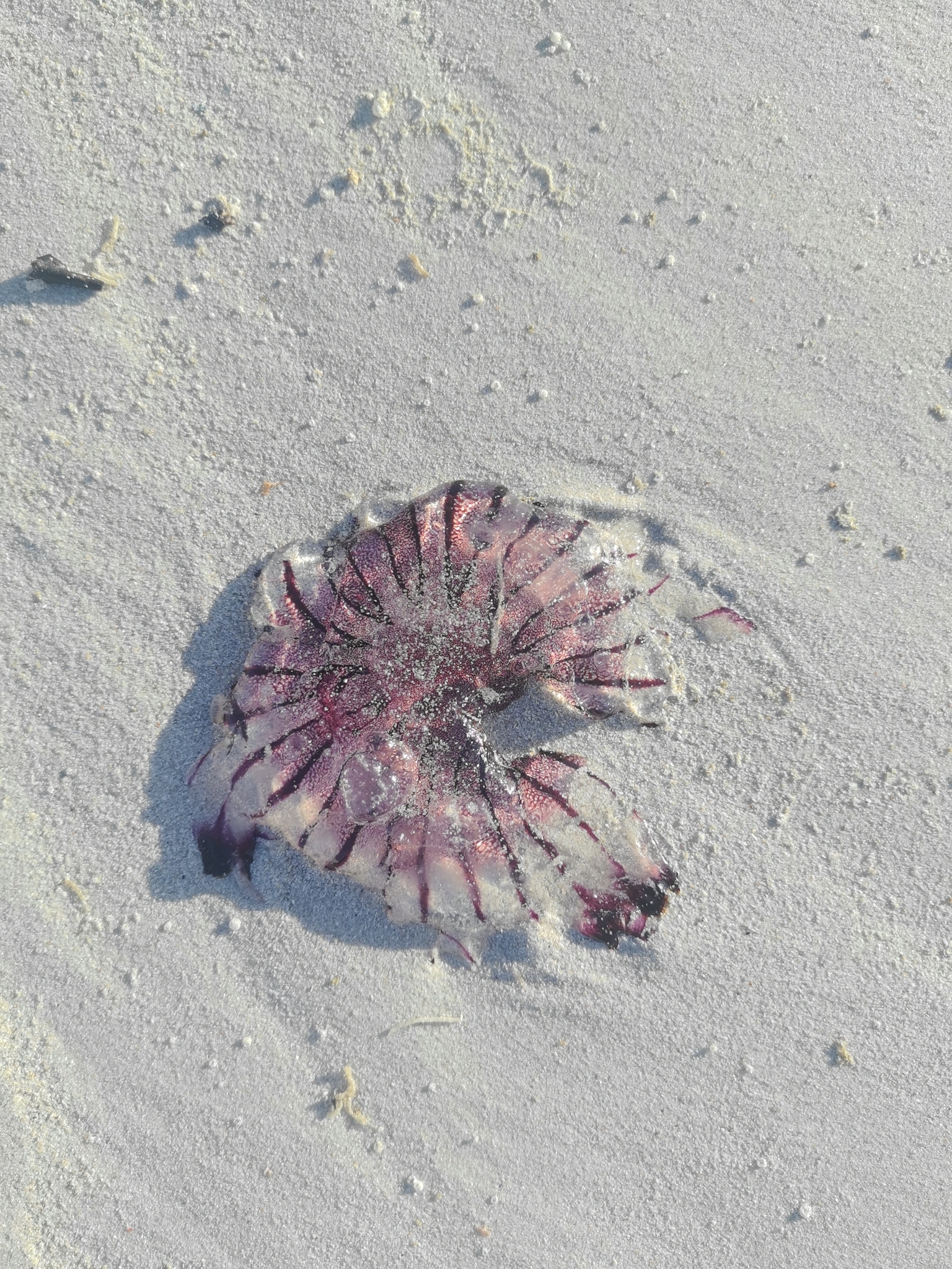 Chrysaora agulhensis Ras, Neethling, Engelbrecht, Morandini, Bayha, Skrypzeck & Gibbons, 2020