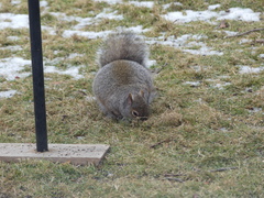 Sciurus carolinensis