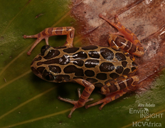 Comoe Running Frog photo 2