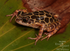 Comoe Running Frog photo 1