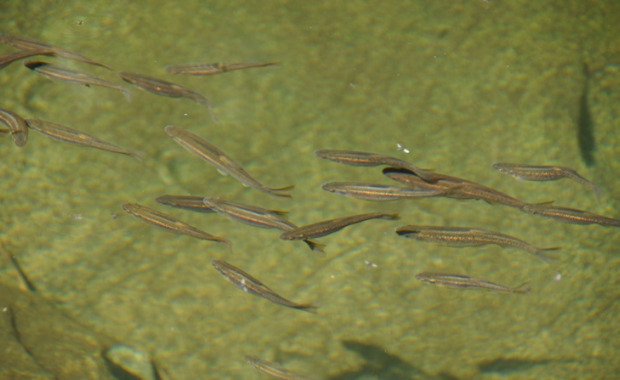 Deogyu Fat-Minnow