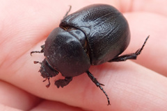 Pentodon bidens punctatus