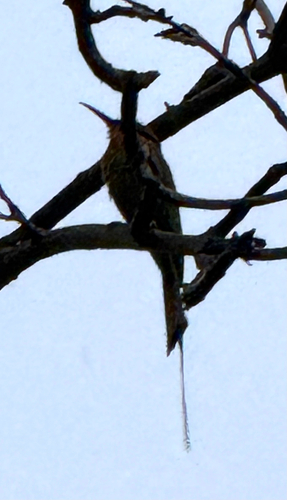 Böhm's Bee-eater