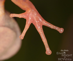 Comoe Running Frog photo 5