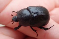 Pentodon bidens punctatus