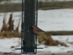 Haemorhous mexicanus