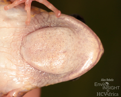 Comoe Running Frog photo 3