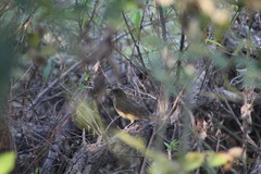 Turdus grayi