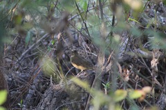 Turdus grayi