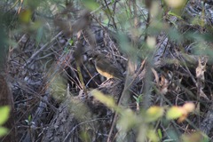 Turdus grayi