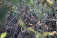 Turdus grayi