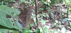 Morpho menelaus amathonte