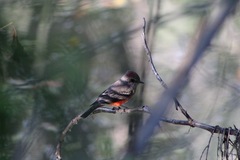 Pyrocephalus rubinus