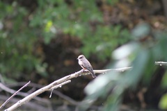 Pyrocephalus rubinus