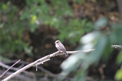 Pyrocephalus rubinus