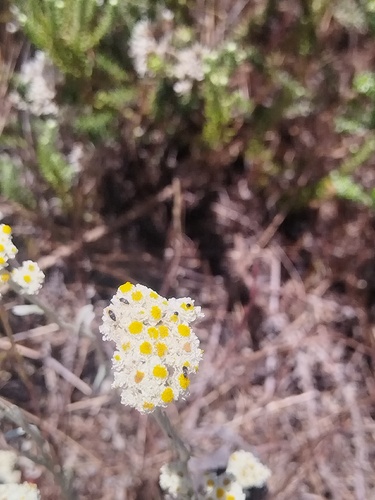 Woolly Everlasting (Helichrysum crispum)