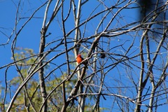 Pyrocephalus rubinus