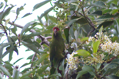 Slender-billed Parakeet (Enicognathus leptorhynchus), photo 7