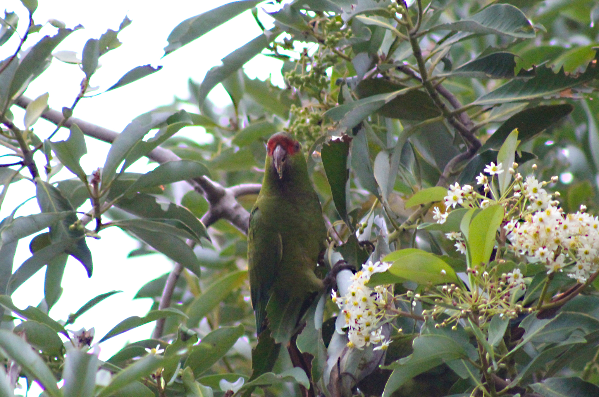 Slender-billed Parakeet (Enicognathus leptorhynchus), photo 8