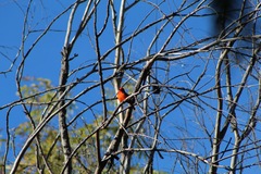 Pyrocephalus rubinus