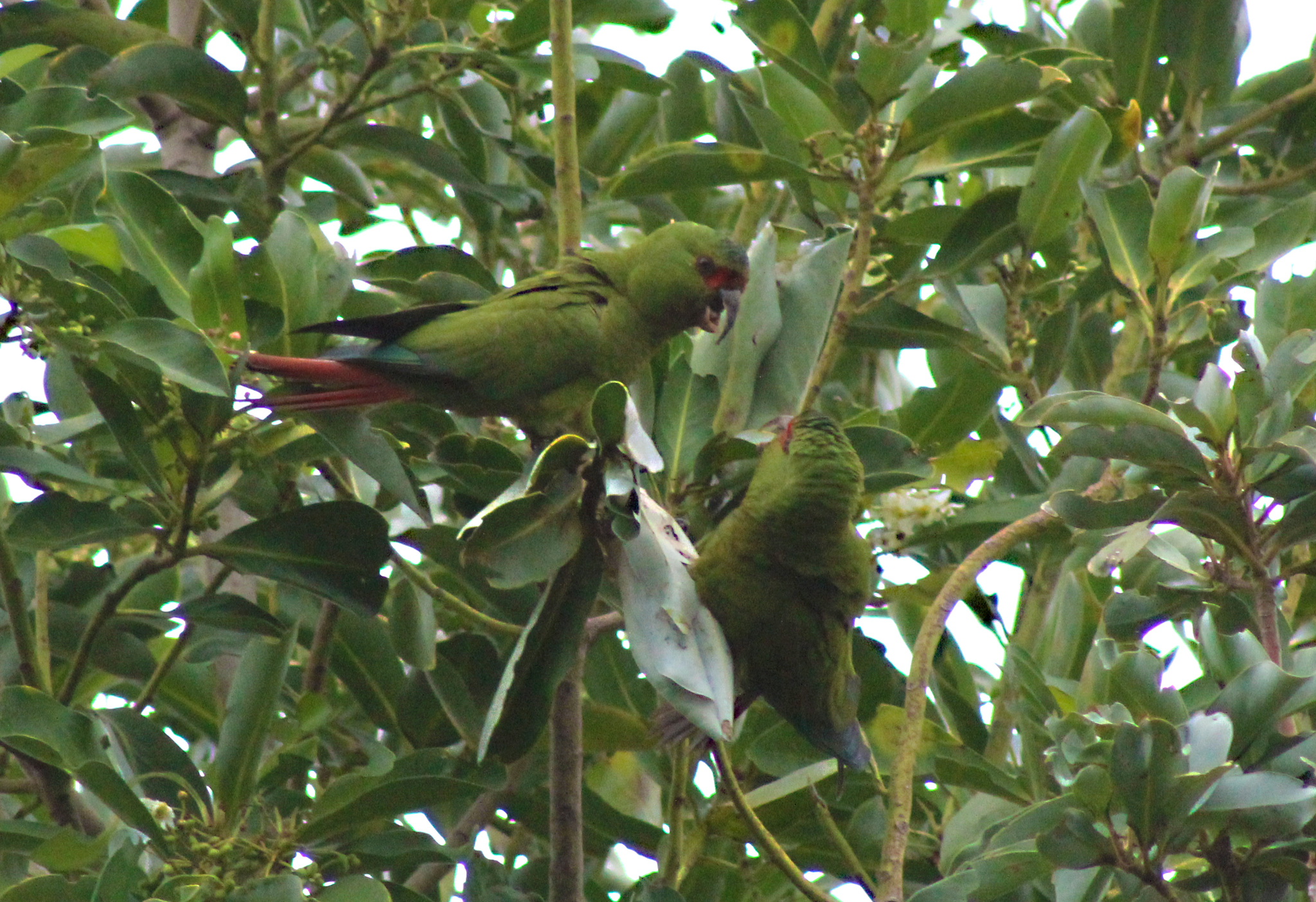 Slender-billed Parakeet (Enicognathus leptorhynchus), photo 7