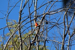 Pyrocephalus rubinus