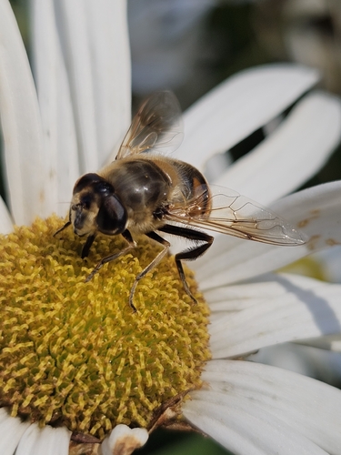 Unknown species found near Northbridge, MA 01534, USA