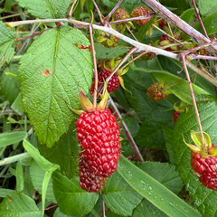 Rubus glaucus, photograph author not stated, no rights reserved