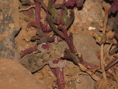 Tarentola angustimentalis