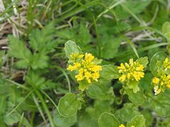 Draba japonica
