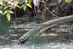 Sayornis nigricans