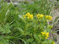 Draba japonica