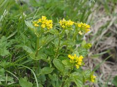 Draba japonica