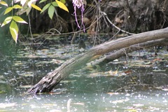 Sayornis nigricans