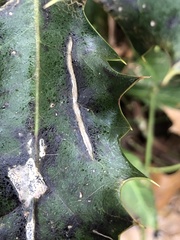 Phytomyza ilicis group