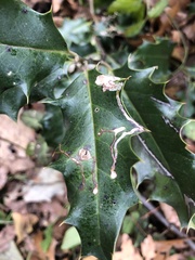 Phytomyza ilicis group