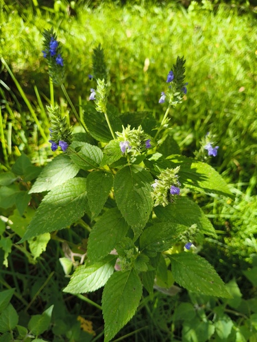 Salvia hispanica