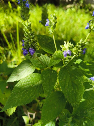 Salvia hispanica
