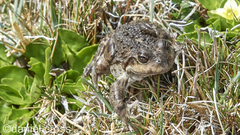 Pleurodema bufoninum