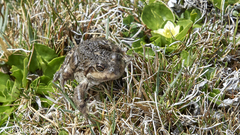 Pleurodema bufoninum