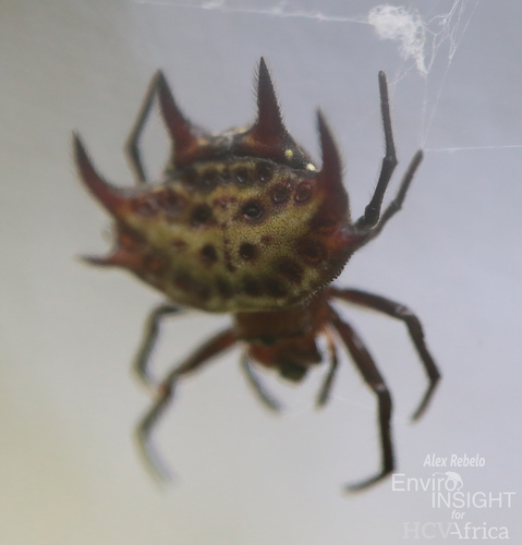 Gasteracantha curvispina