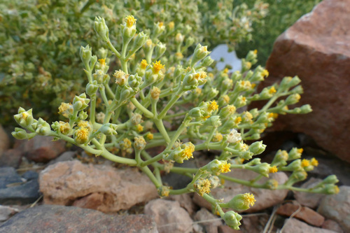 Yellow Ashush (Mesembryanthemum gessertianum)