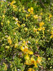 Roepera flexuosa, photograph (c) Jared Zachary Herman, some rights reserved (CC BY)