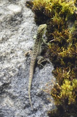 Stenocercus crassicaudatus