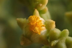 Mesembryanthemum gessertianum