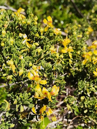 Roepera flexuosa, photograph 5