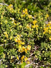 Roepera flexuosa, photograph (c) Jared Zachary Herman, some rights reserved (CC BY)